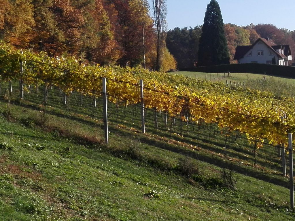 Urlaub am Weinhof Ramminger