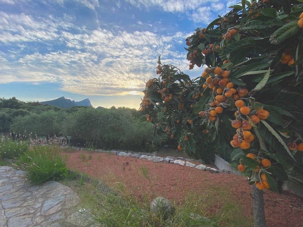 Un jardin avec un sentier en pierre, un arbre aux fruits oranges et un paysage montagneux en arrière-plan.