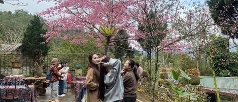 Restauration en plein air