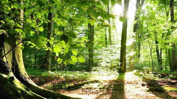 A forest path with sunlight filtering through the trees. - Cabanon provençal: the lezards (sillans la cascade)