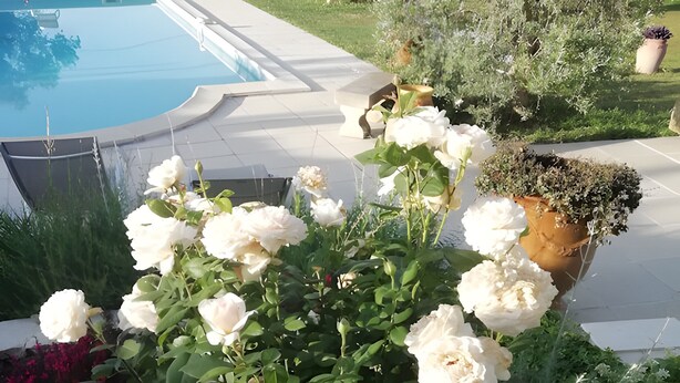 Un jardin avec des fleurs blanches et une piscine en arrière-plan.