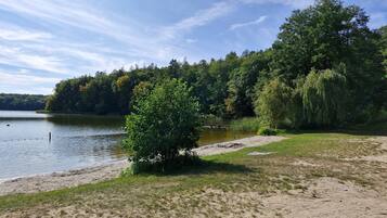 A lakeside view with a sandy beach, a small tree, and dense forest in the background.