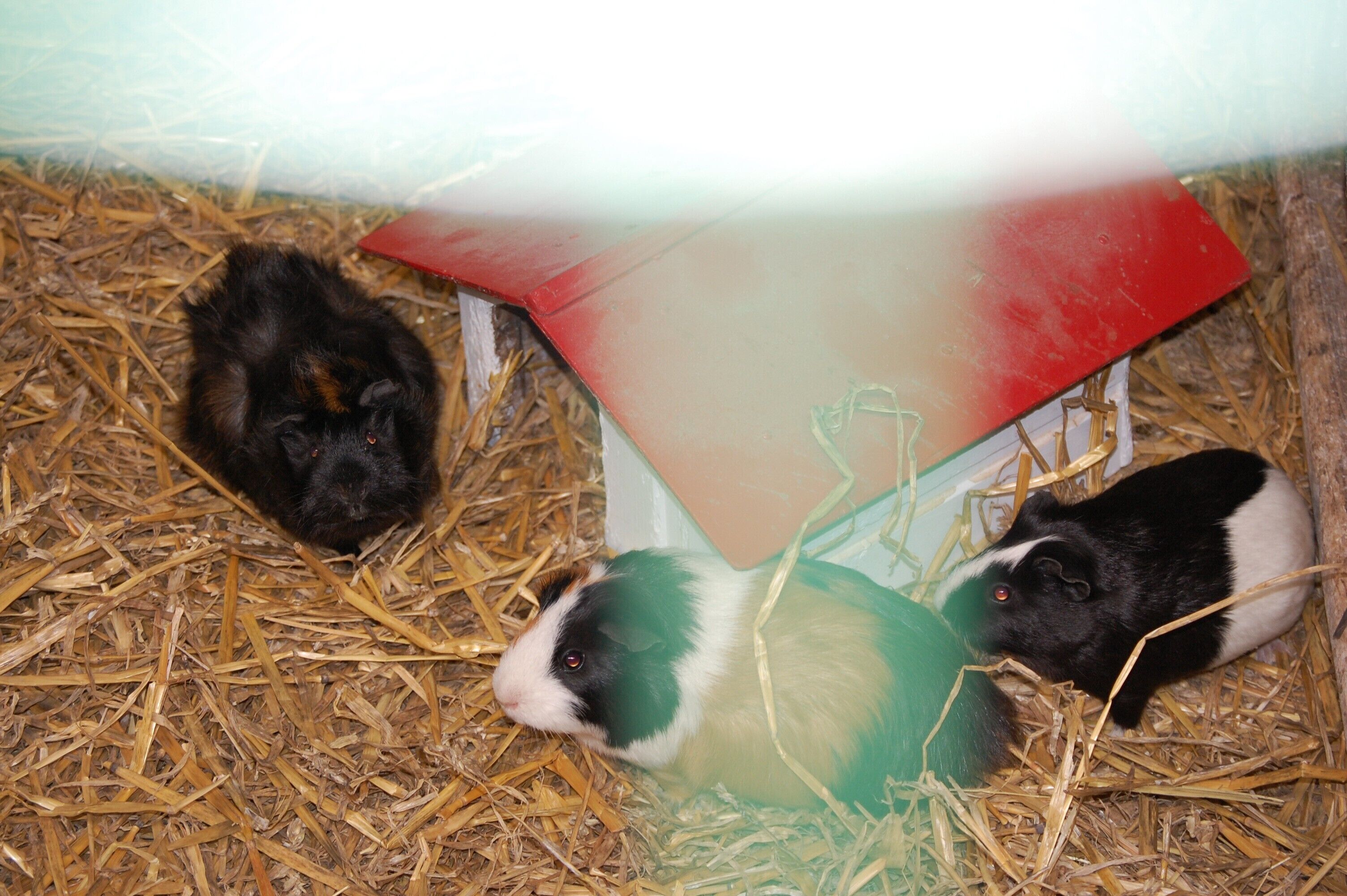 Two guinea pigs in a straw-filled enclosure with a red and white structure.