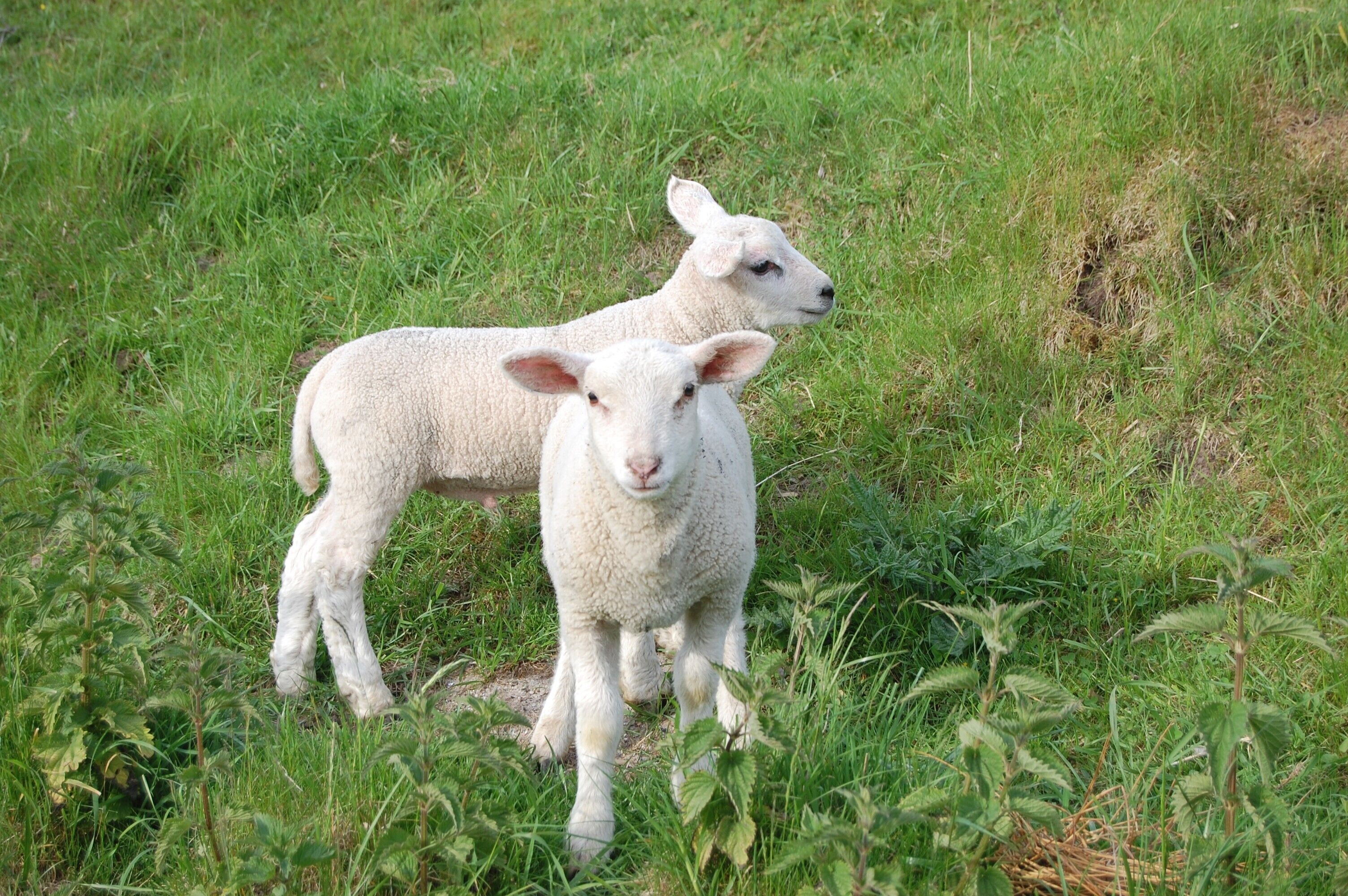 Two lambs in a grassy field.