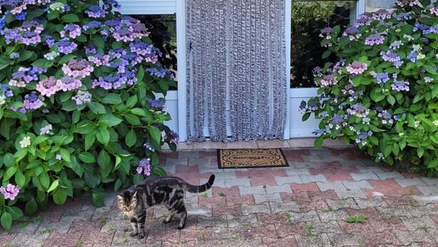 Une maison avec une façade en pierre, une porte blanche et un chat sur le porche.