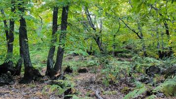 A dense forest with tall trees and ferns.