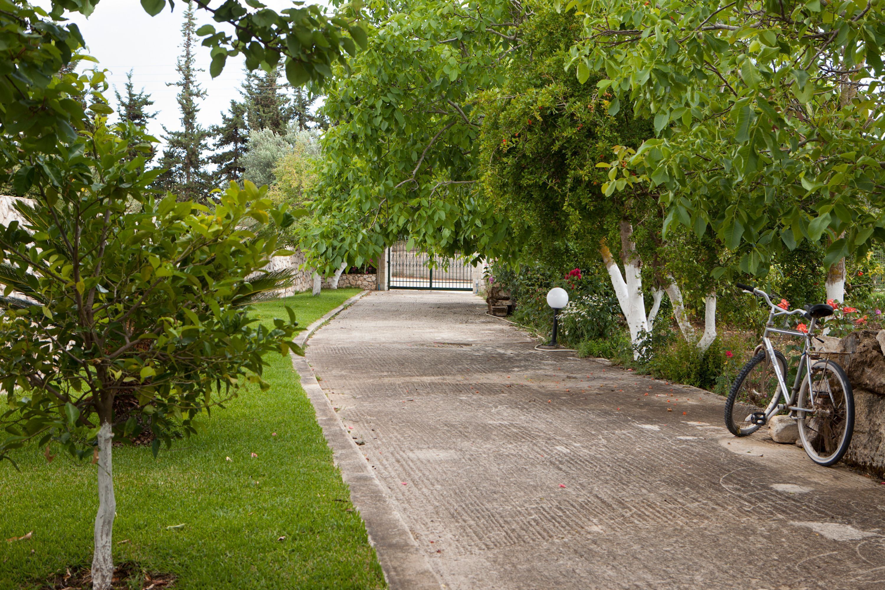 A paved pathway flanked by trees and a bicycle parked by the side.