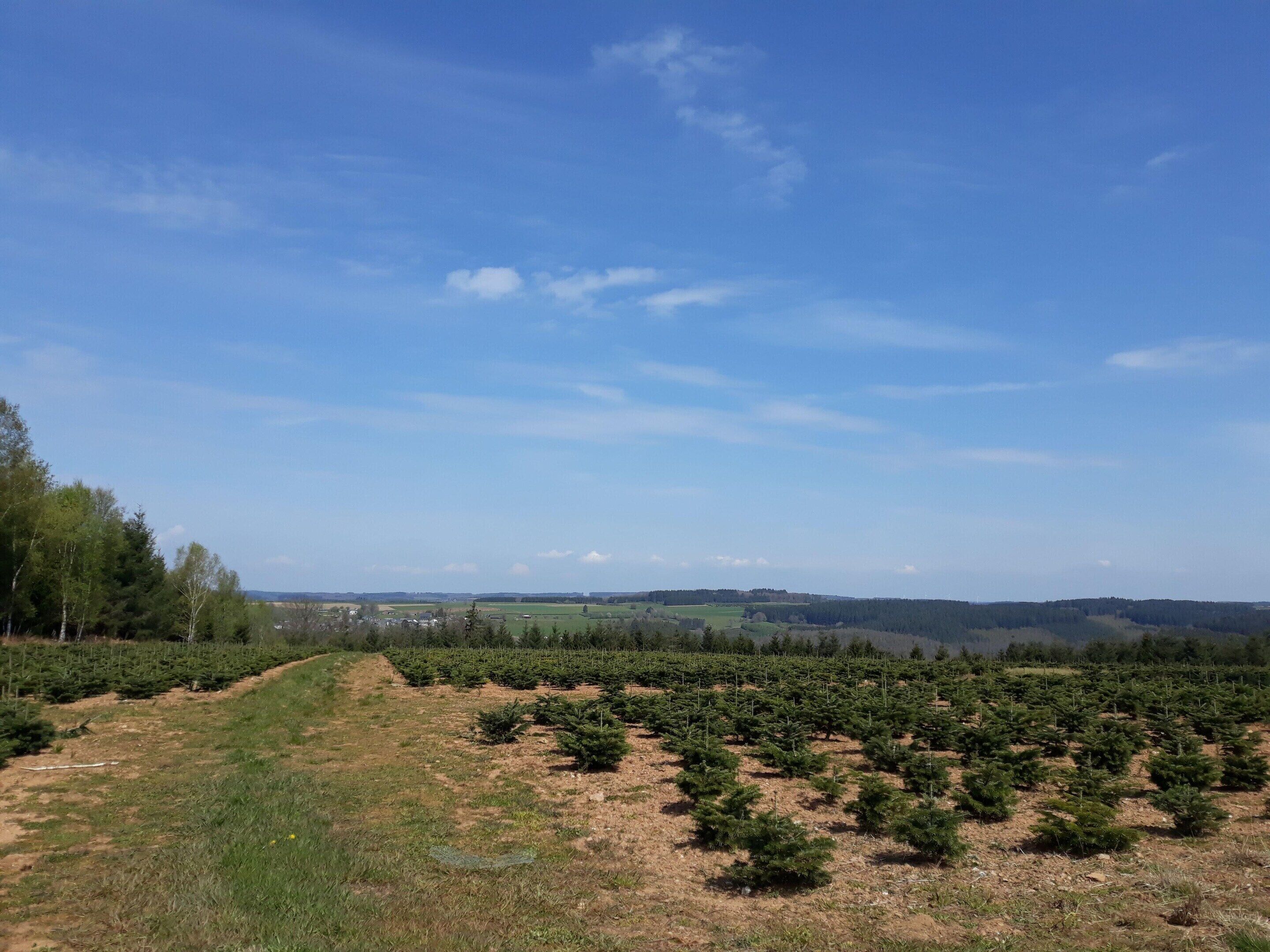 Paisagem com fileiras de árvores jovens, céu claro e colinas ao longe.