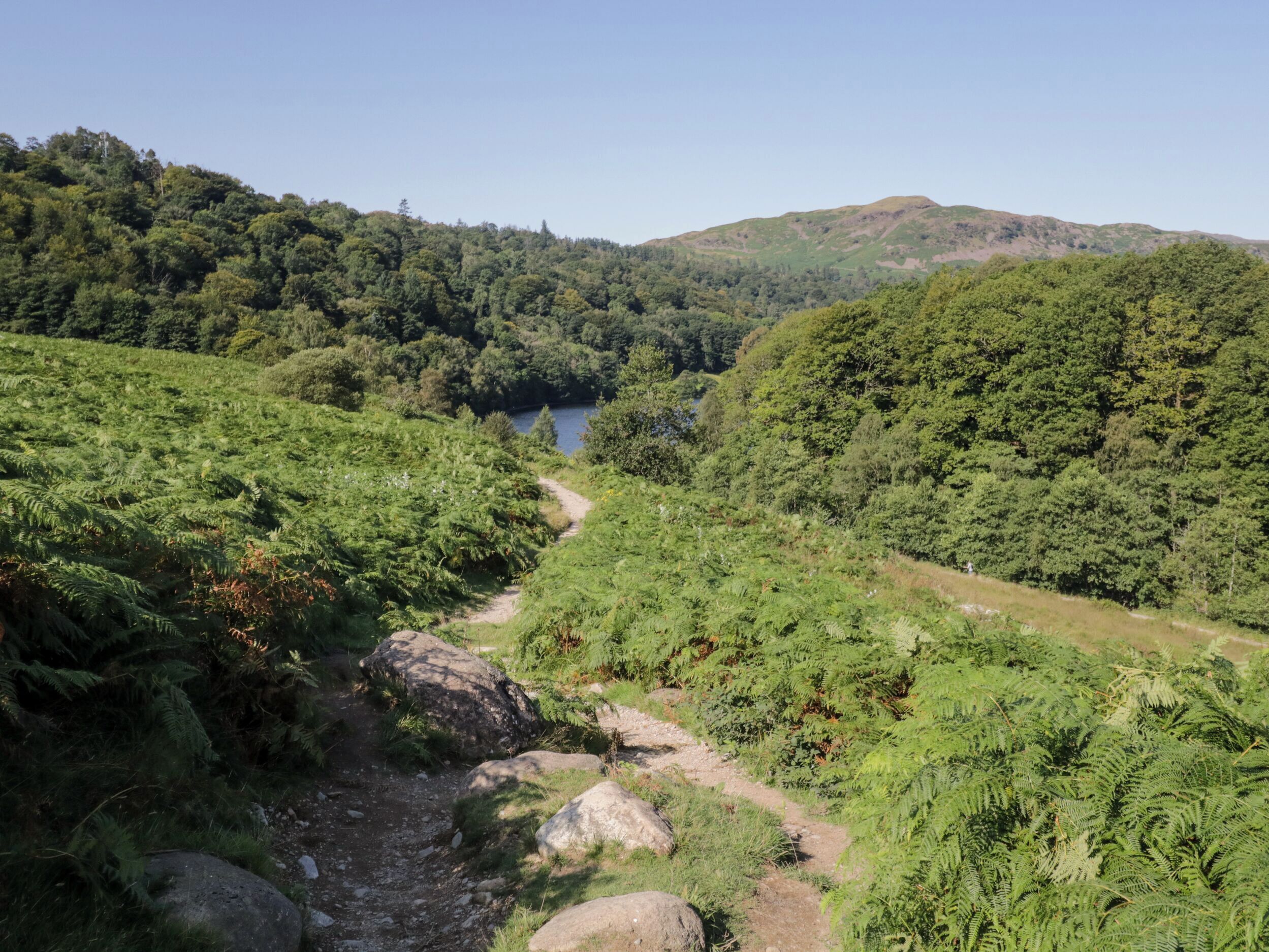 A natural landscape with a clear path leading to a body of water, surrounded by dense greenery and hills.