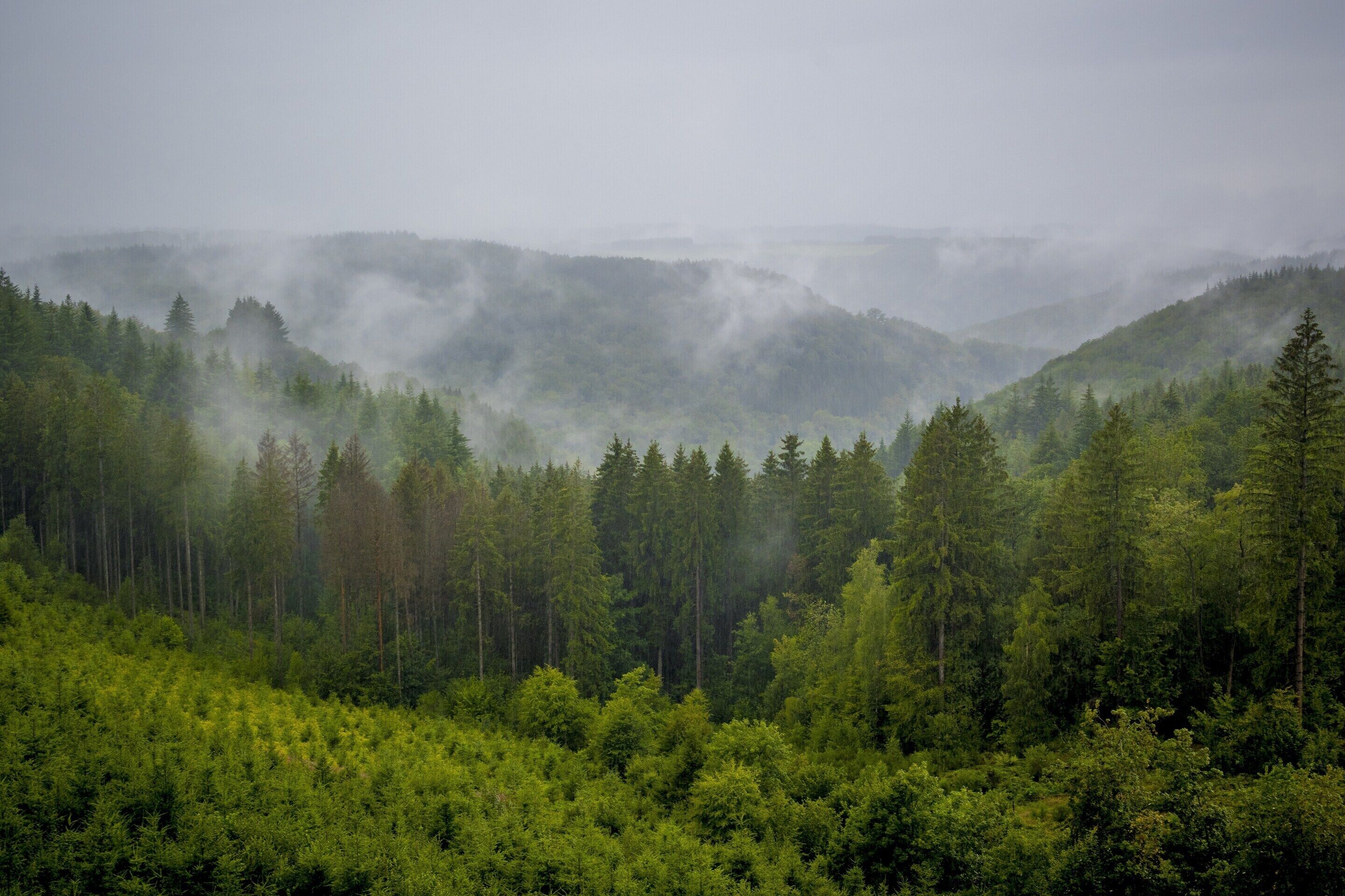 A forested mountain landscape with dense trees and mist.