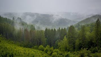 A forested mountain landscape with dense trees and mist.