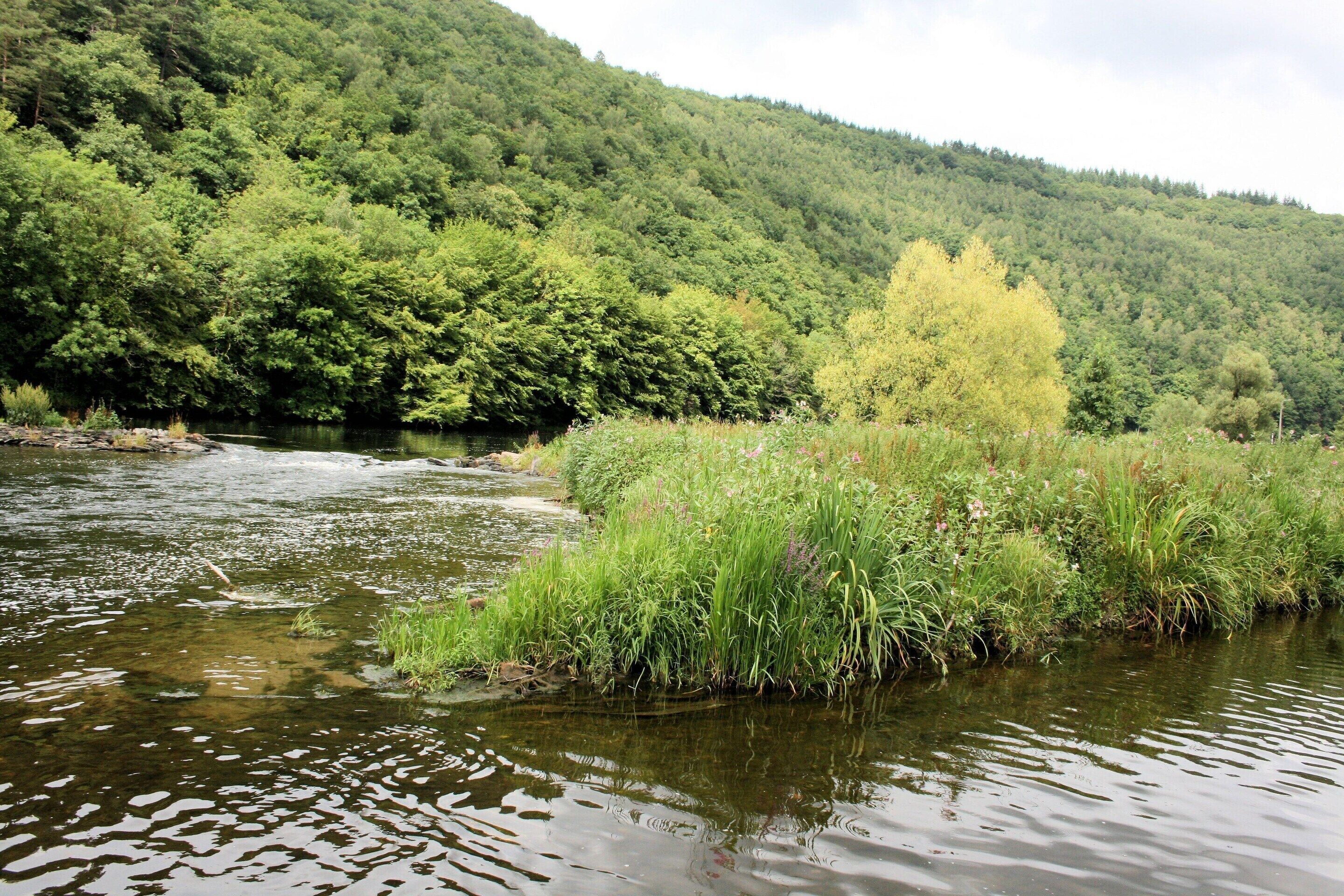 A river flowing through a forested area with a hill in the background.