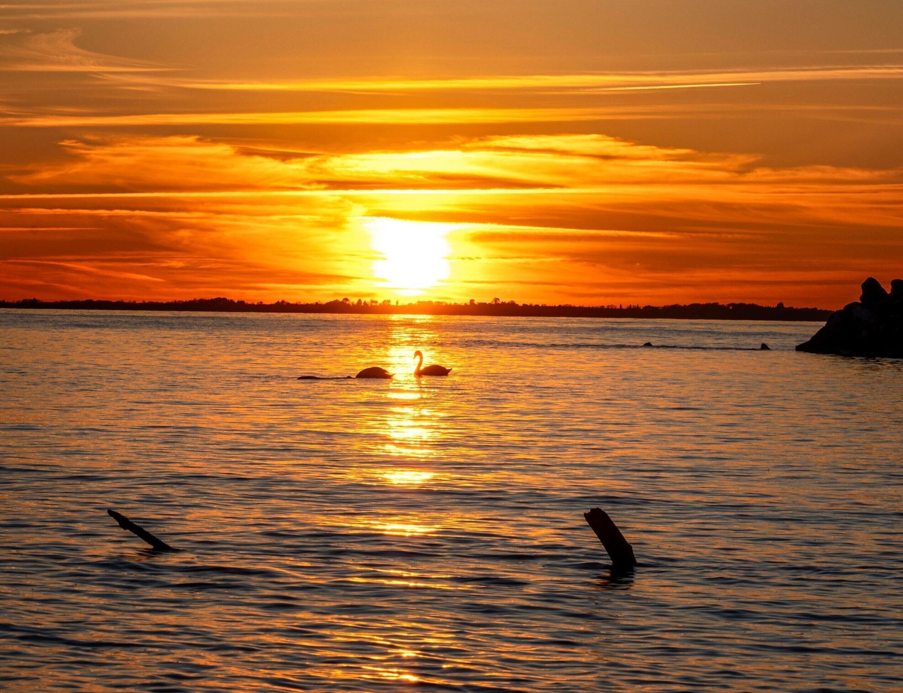 A sunset over a calm body of water with two swans swimming.