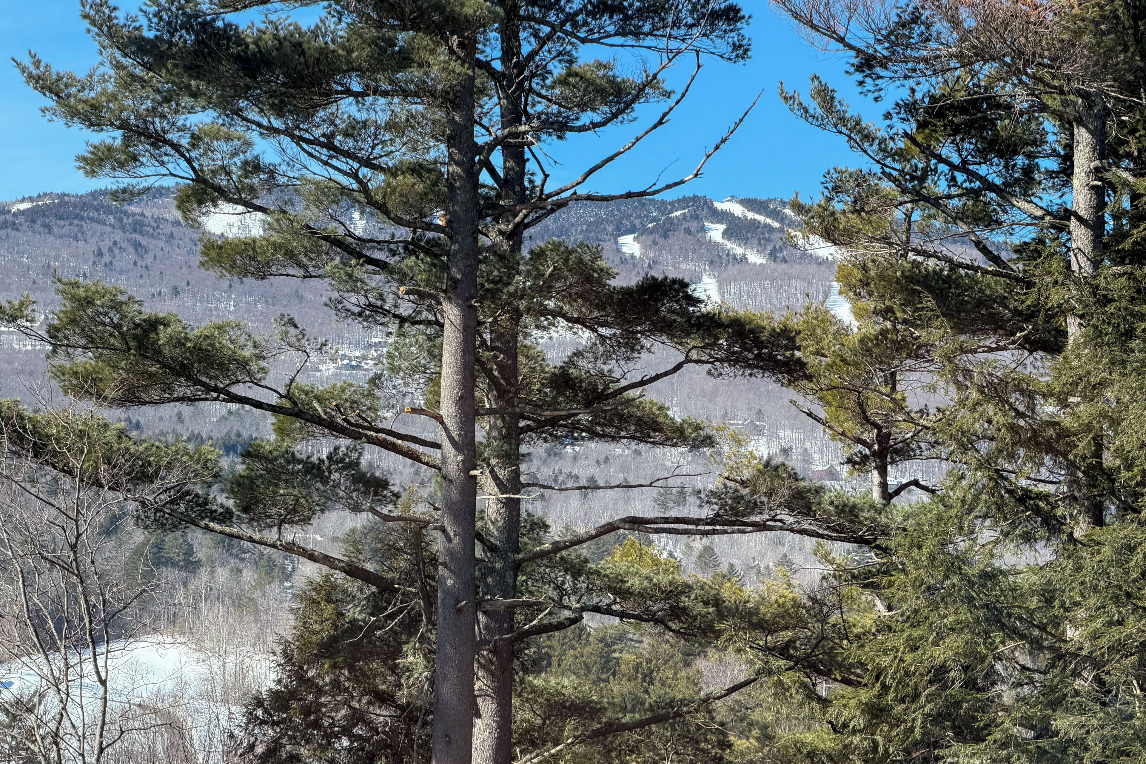 A mountainous landscape with pine trees in the foreground.