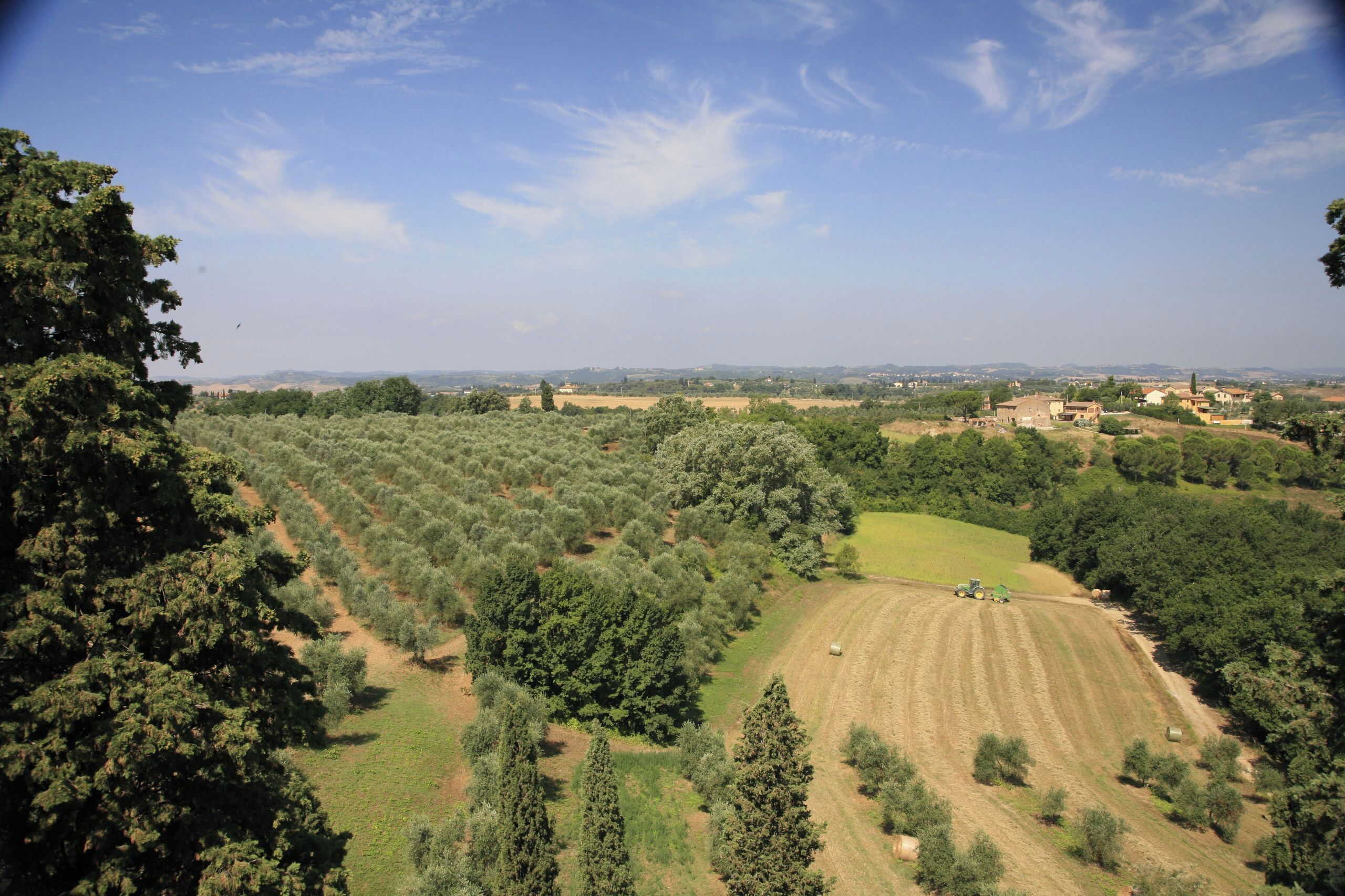 An aerial view of a rural landscape with olive groves, a clear sky, and distant buildings.