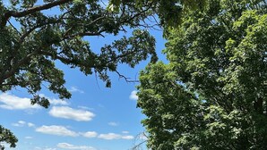 A grassy outdoor area with several Adirondack chairs arranged for seating. - Rubicon farmhouse minutes from Erin Hills Golf course, Holy Hill, & Bowery Barn (Rubicon)