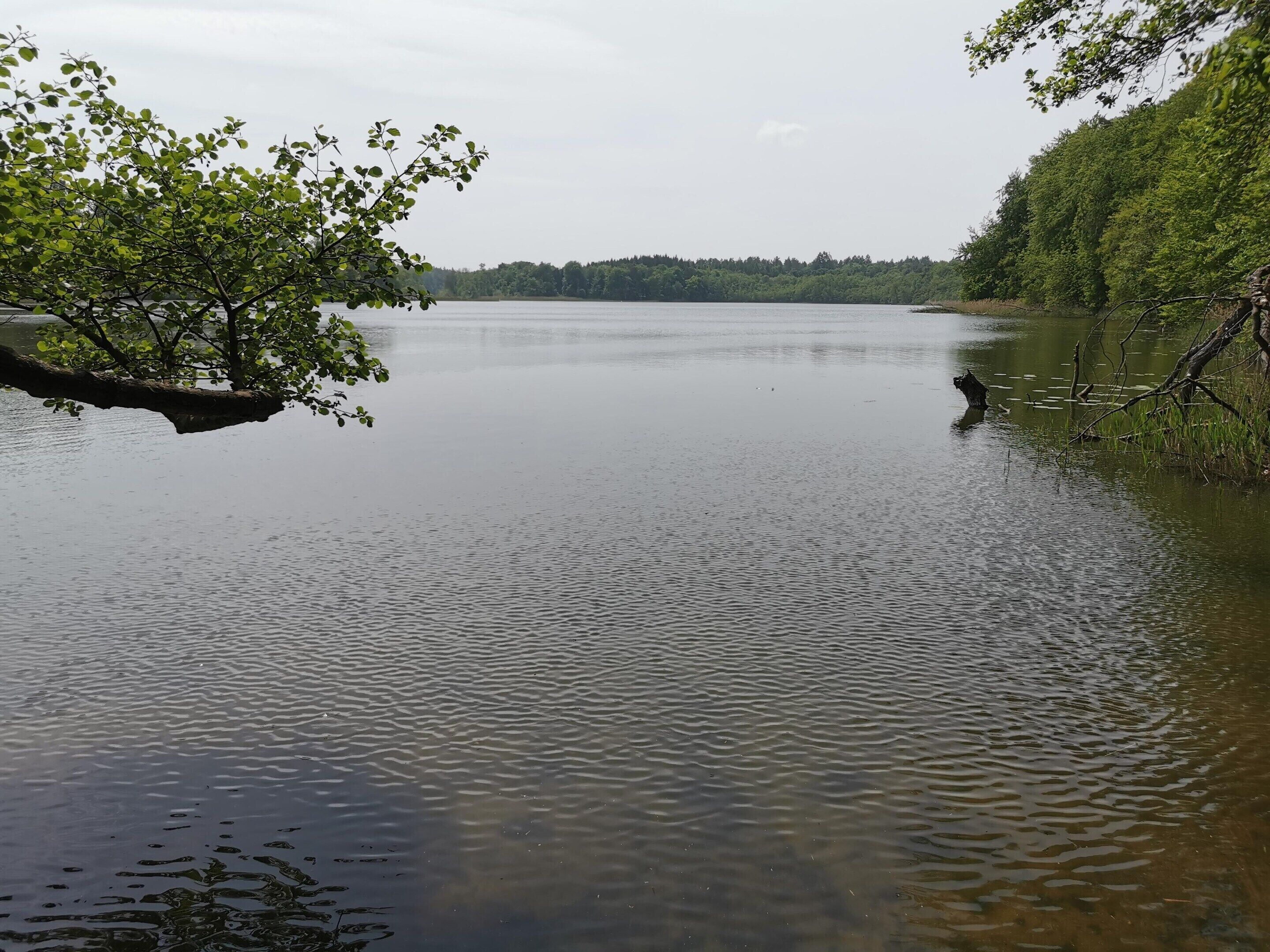 A calm lake with trees on the banks.