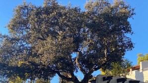 Un arbre se trouve devant un immeuble portant le numéro 7777.