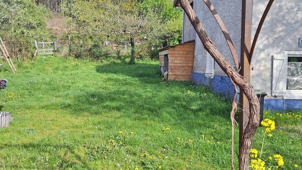 Un jardí amb una vinya, una estructura de fusta i un edifici amb una finestra.