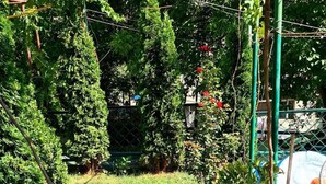 A garden with various plants and a pathway. - Cozy Corner (Borjomi)