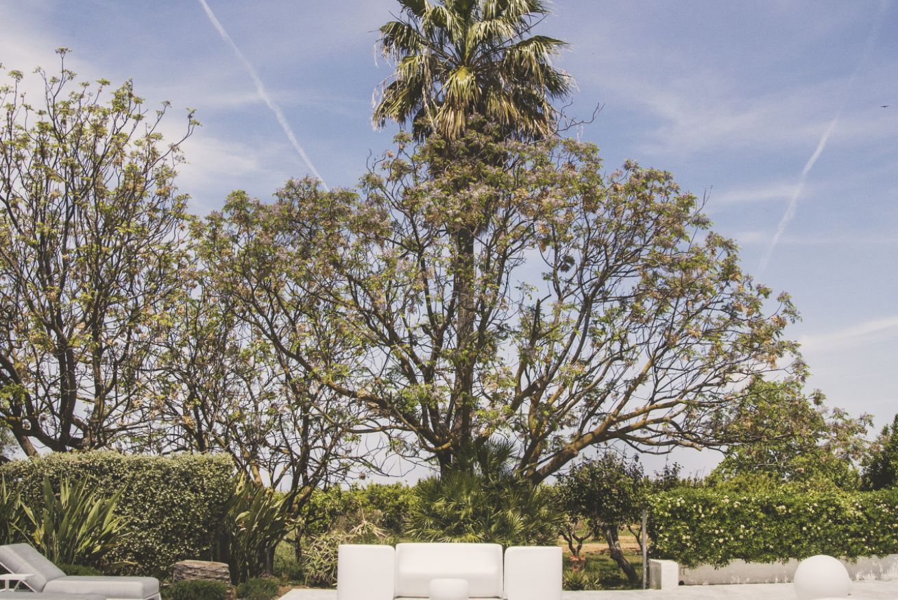 Un espace patio aménagé avec du mobilier d’extérieur, un grand arbre et un ciel dégagé.