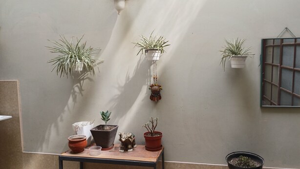 Una habitación con varias macetas de plantas sobre una mesa y colgando del techo, una pequeña figura de elefante y una ventana con celosía de metal.
