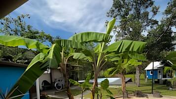 A tropical garden with a swimming pool, a blue house, and a large banana tree.