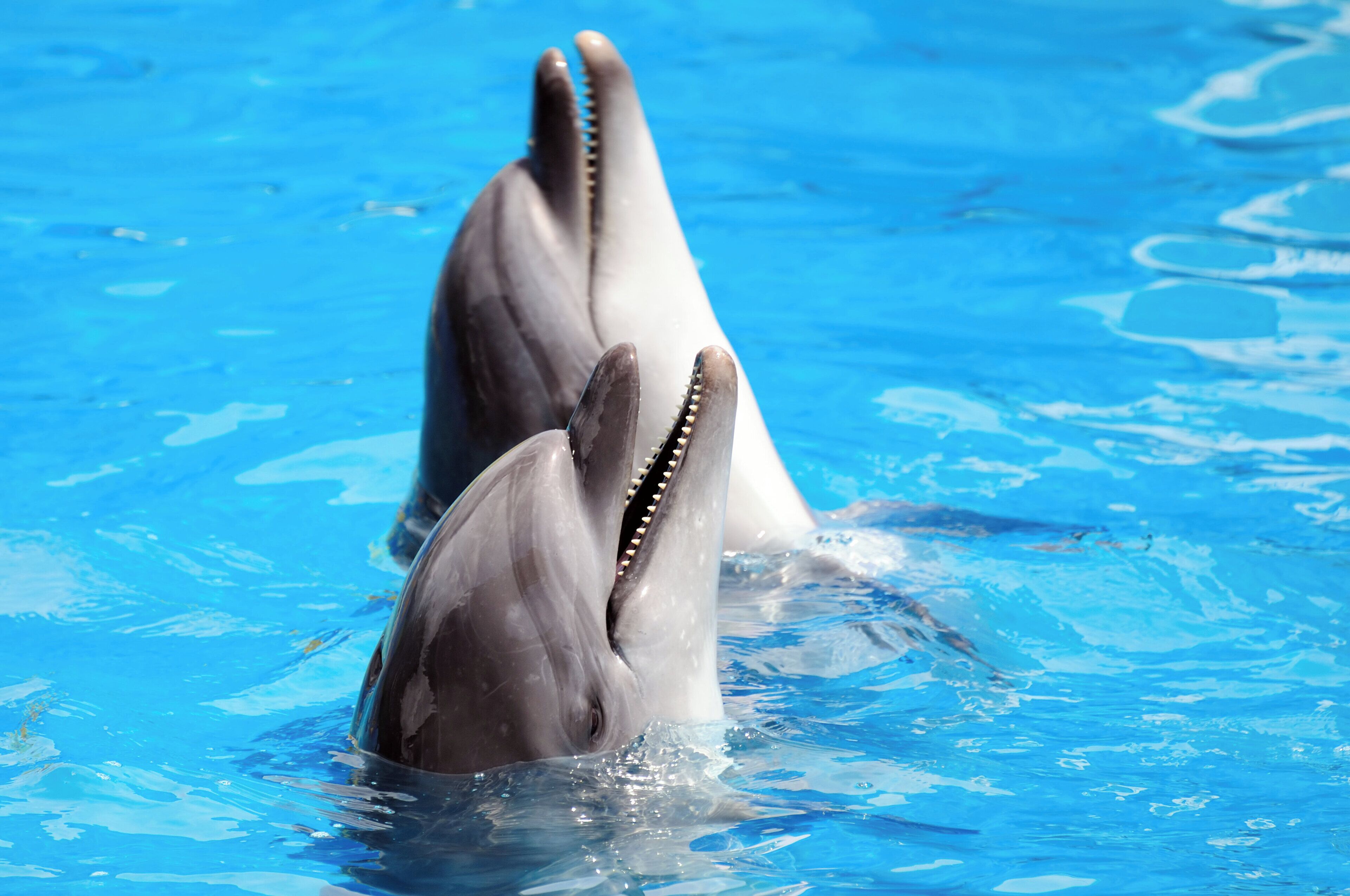 Two dolphins in a pool with clear blue water.