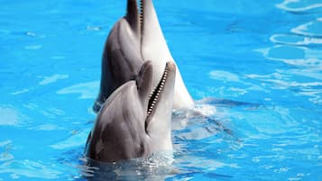 Two dolphins in a pool with clear blue water.