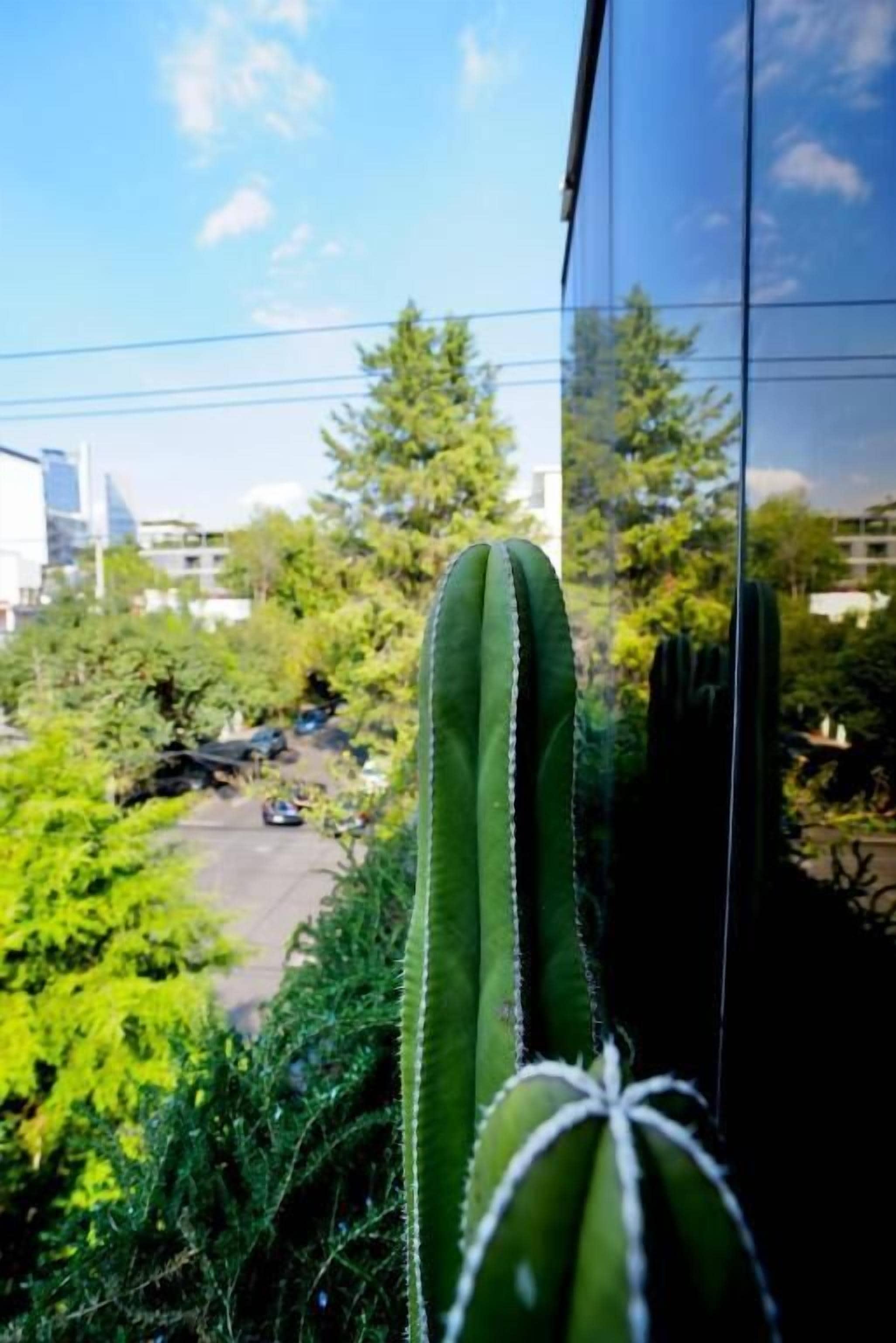 Un cactus en una ventana con vista a una carretera y edificios al fondo.