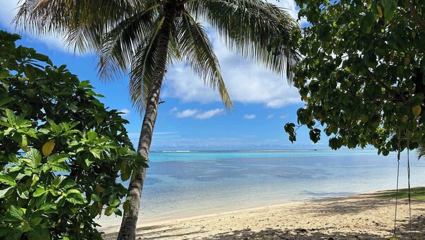 Une plage avec un palmier et une végétation luxuriante.