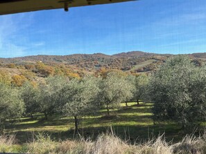 View from property - Studio apartment inside an Agriturismo with swimming pool in Maremma (Scansano)