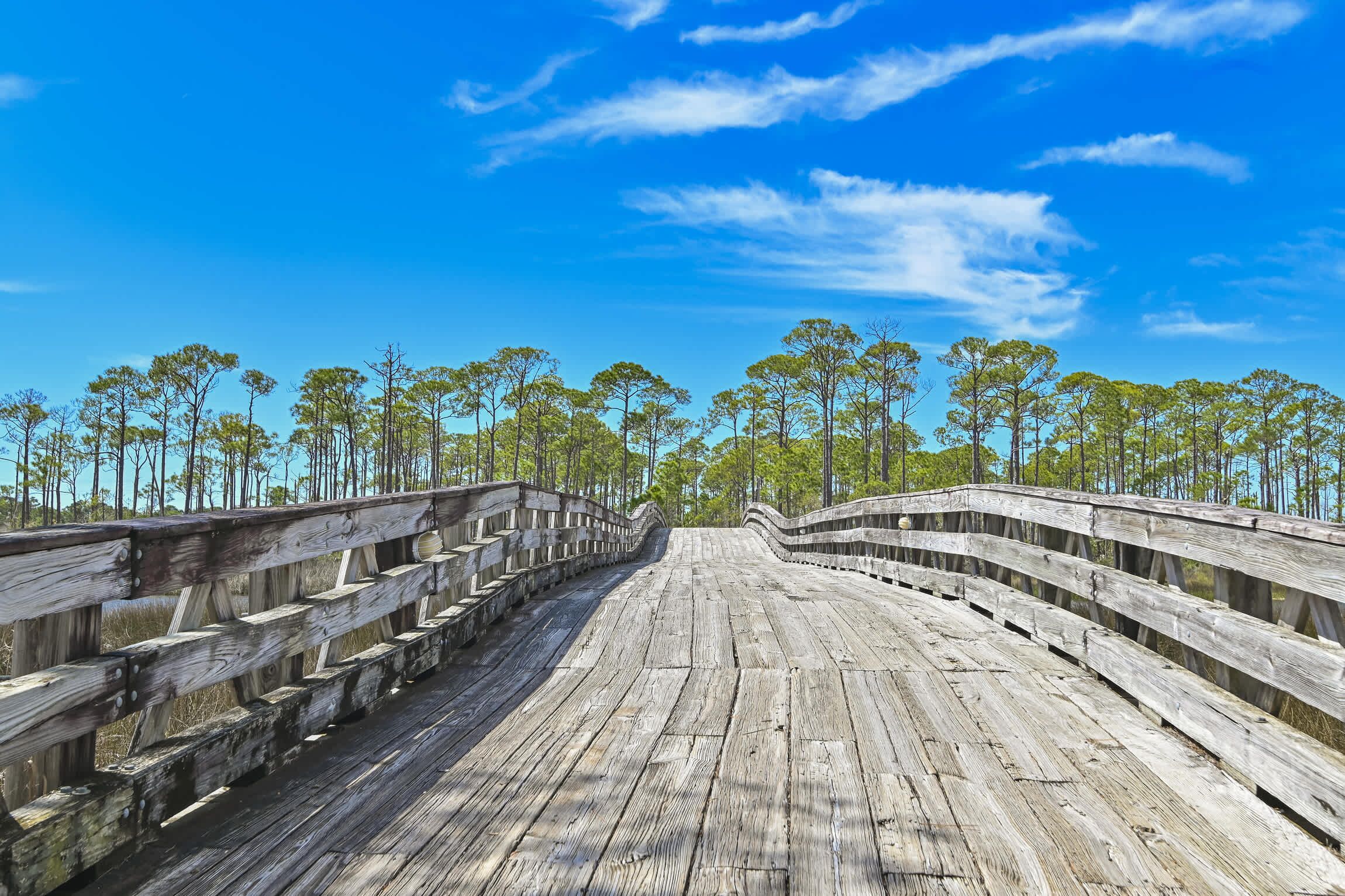 A wooden boardwalk leading through a forest with trees on both sides.