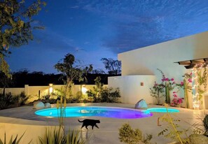 Zona de piscina de nit amb un gat passant, envoltada de plantes i un edifici modern.