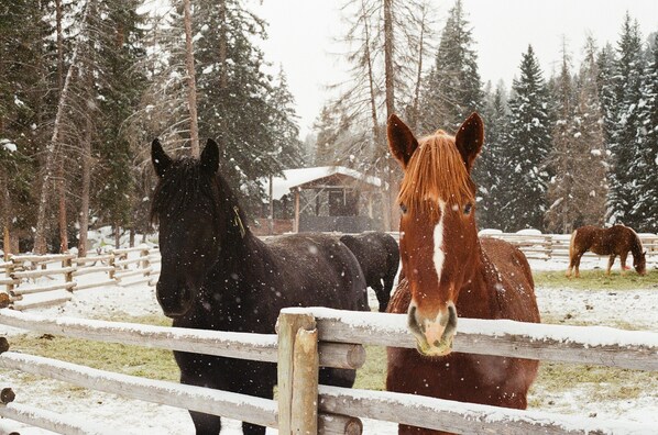 Miscellaneous - 1-bedroom cabin with views in Black Hawk perfect for a getaway (Black Hawk)