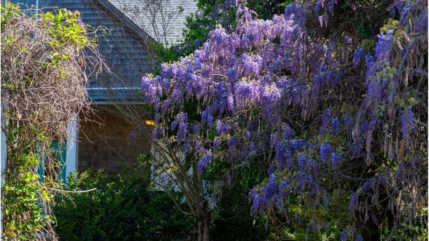 A residential area with a white picket fence, a house with a sloped roof, and purple flowering trees.