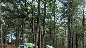 Two green and white tents set up in a forested area with a dirt ground.