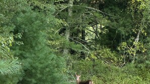 A group of birds and a deer in a grassy field with dense trees in the background.