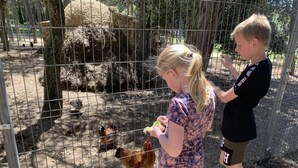 A fenced area with a hay bale and chickens. - Begur Nature Glamping for 5 Guests (Begur)