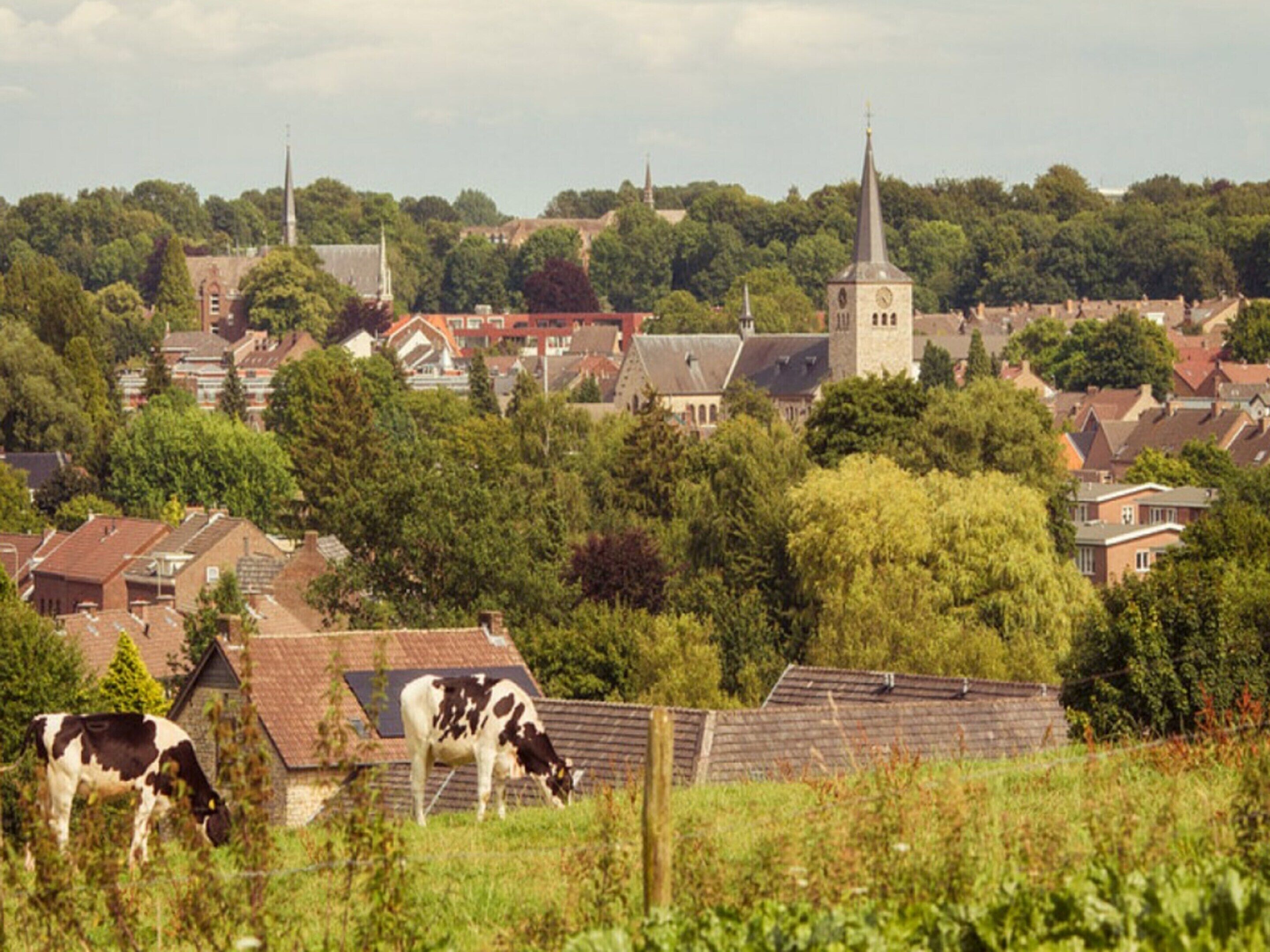 A rural landscape with a church, residential buildings, and grazing cows.