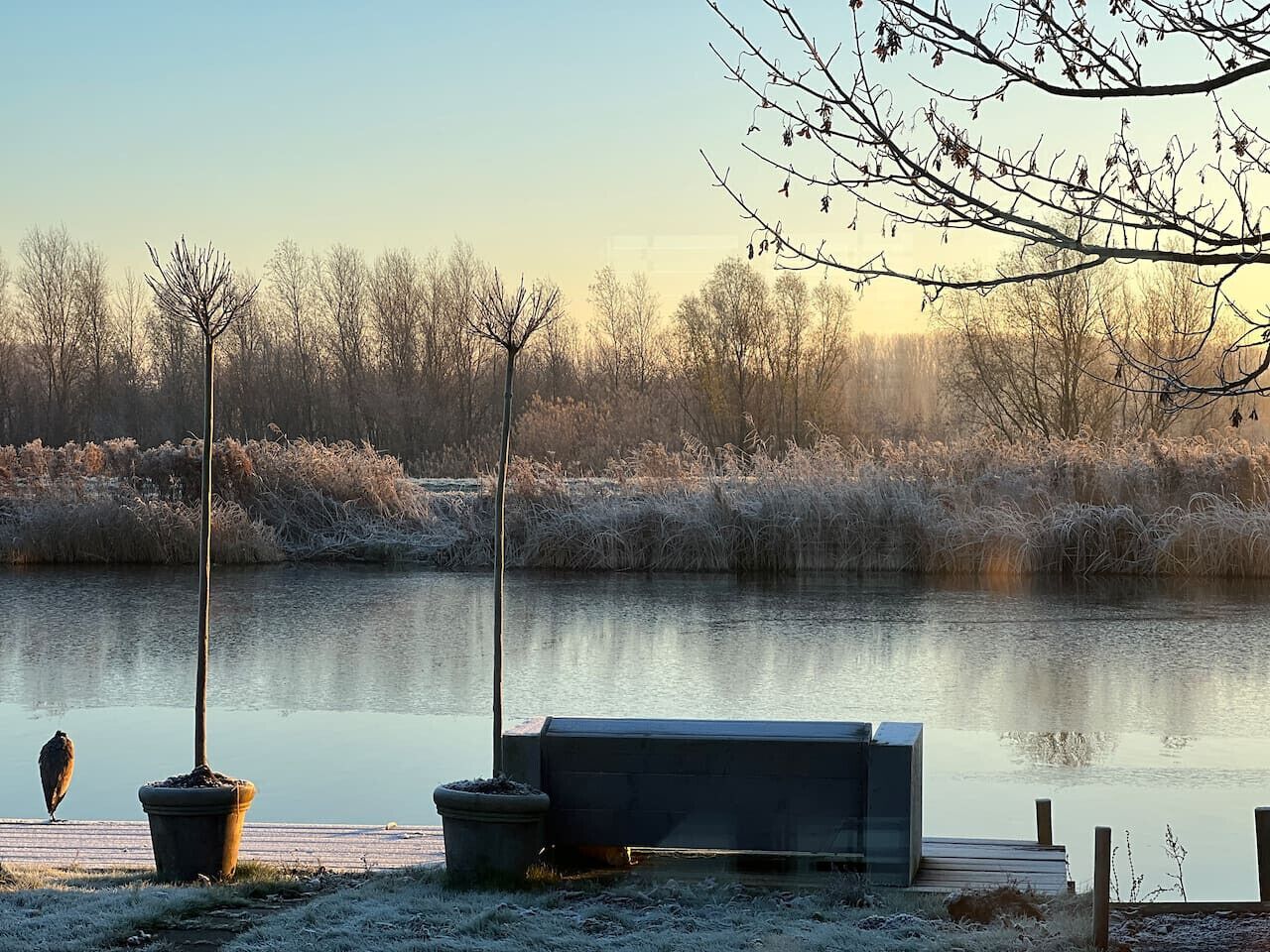 A bench by a calm body of water, a tree, and a bird.