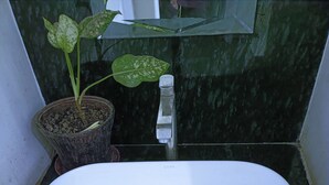A white sink with a single drain, a potted plant with variegated leaves, and a faucet. - Archana Home Stay-Best Hotel in varanasi (Varanasi)