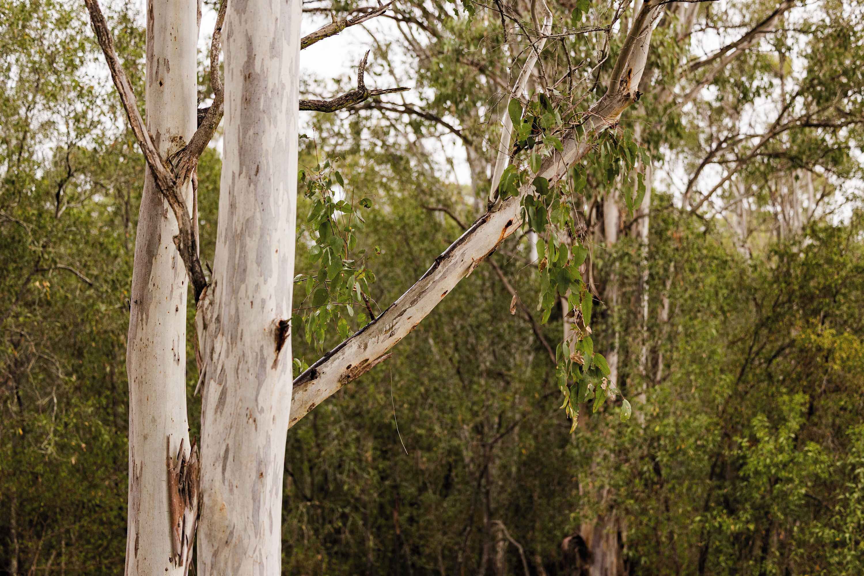 A tree with peeling bark and green leaves, surrounded by dense foliage.