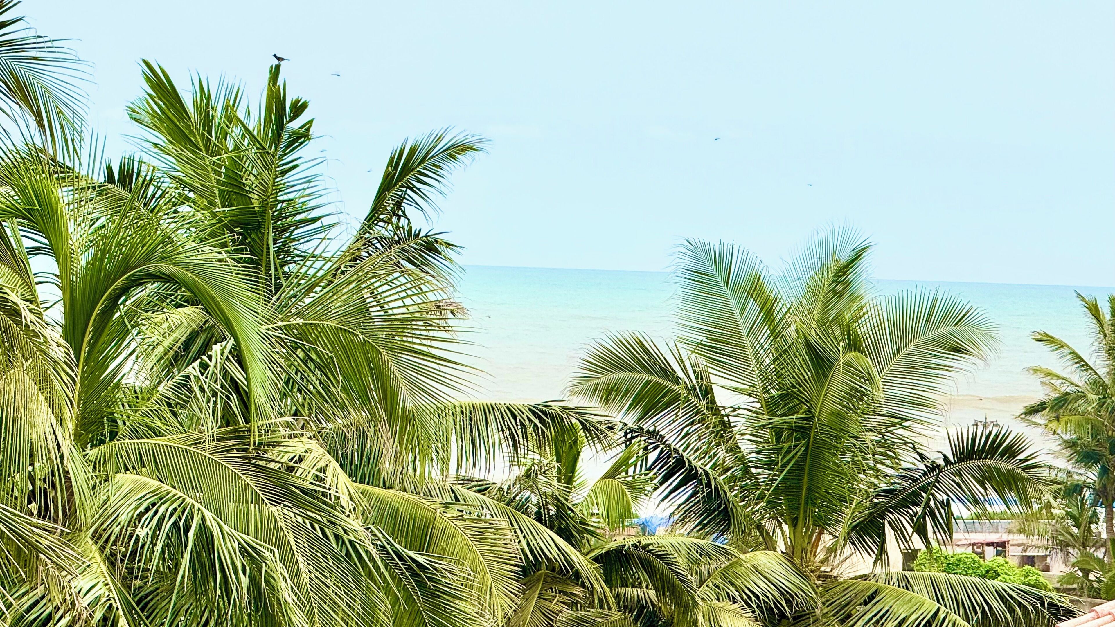 Una playa con palmeras y una vista despejada del océano.
