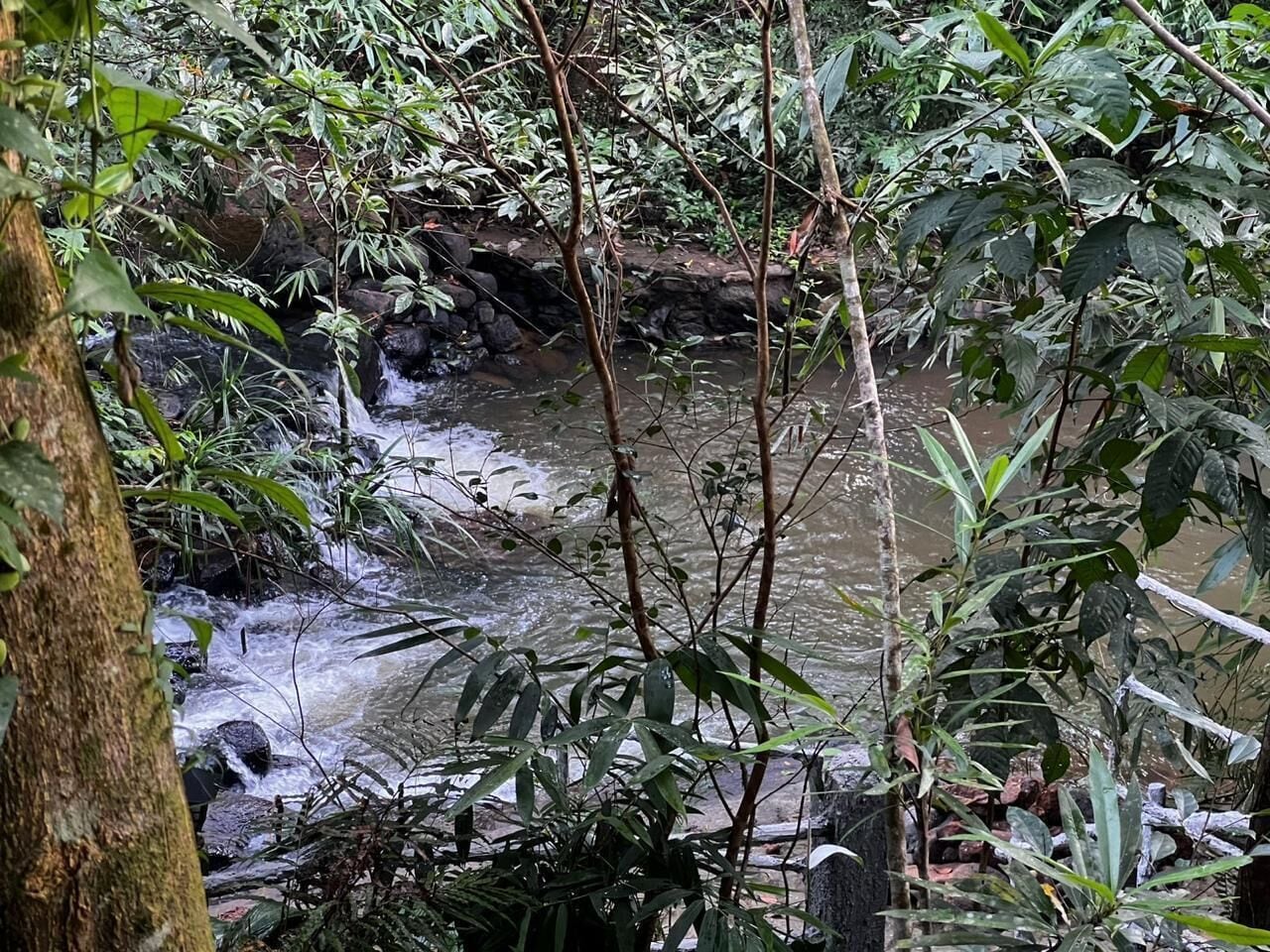 Um riacho natural cercado por folhagem densa e pedras.