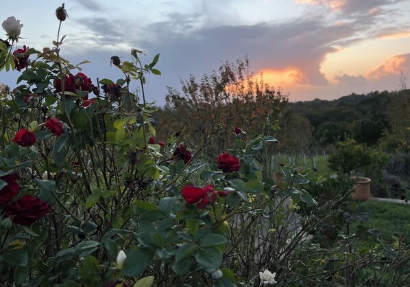 A garden with roses and a sunset in the background. - DOMAINE DE LA PEYRINE (Carignan-de-Bordeaux)