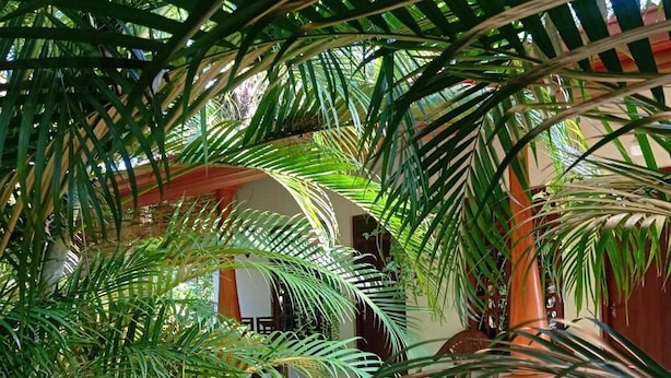 A tropical indoor garden with palm trees and a stone fountain. - Keerthi Homestay (Sigiriya)