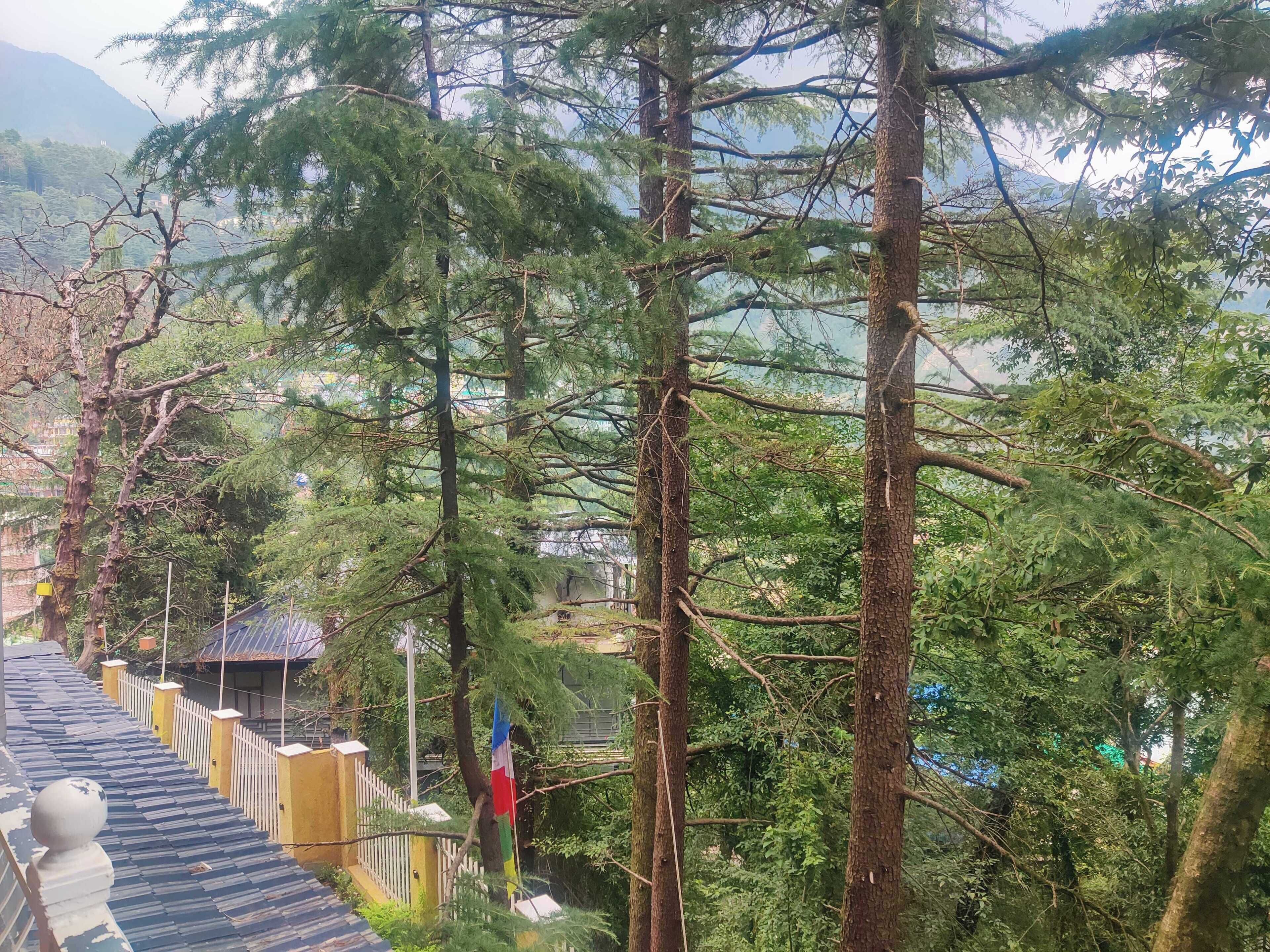 A staircase leading up to a building surrounded by tall trees and a flag.