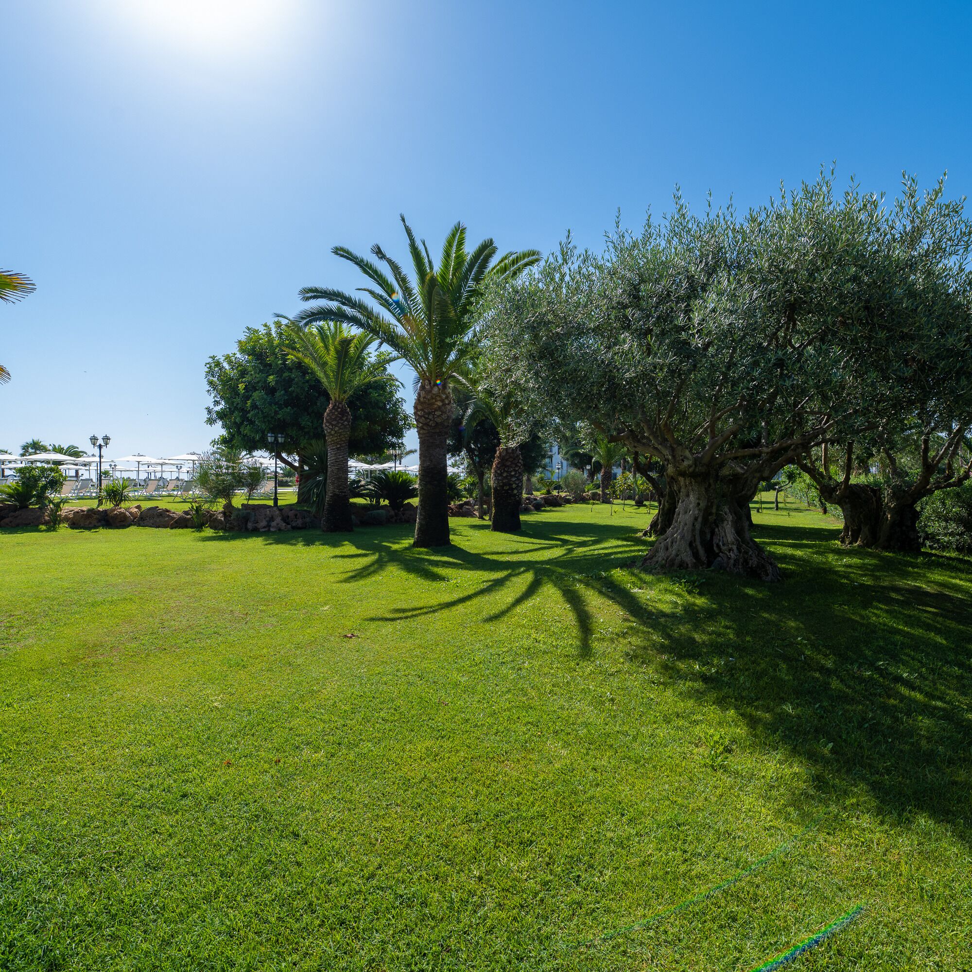 A grassy park with palm trees and olive trees.