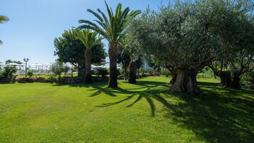 A grassy park with palm trees and olive trees.